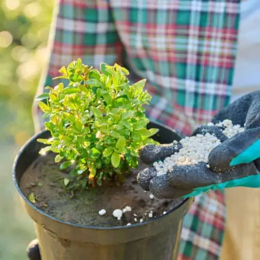 What Additional Care Do Boxwoods Require