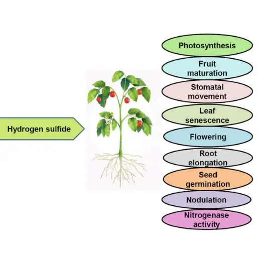 What Are the Conflicts of Interest in Hydrogen Research