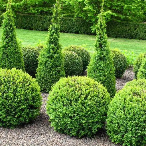 What is the Best Fertilizer for Boxwoods