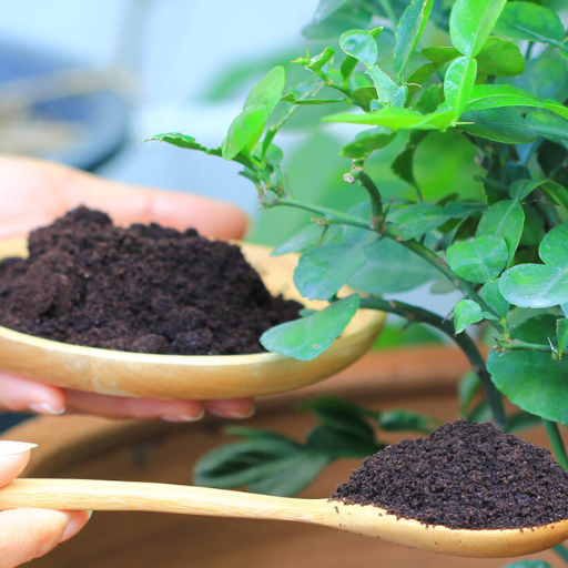 Best Fertilizer for Coffee Plants: Unlocking the Secrets to Healthy ...