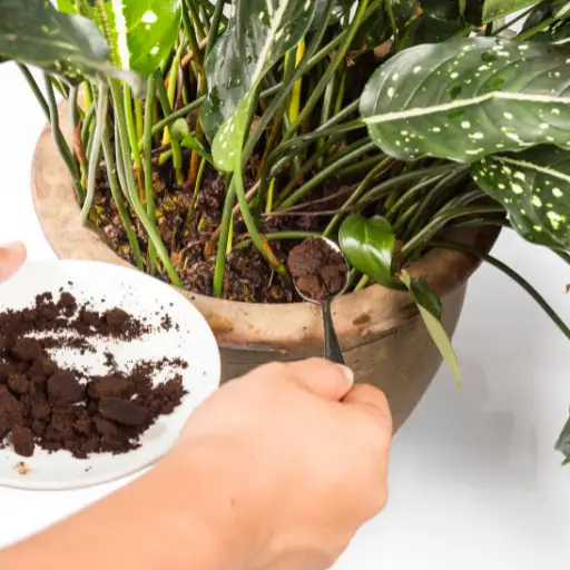 When to Fertilize Coffee Plants for Maximum Yield