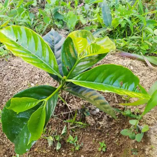 best fertilizer for coffee plants