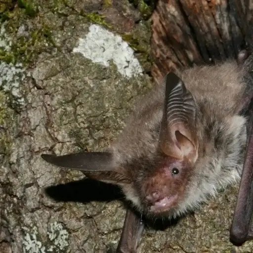 guano de murcielago