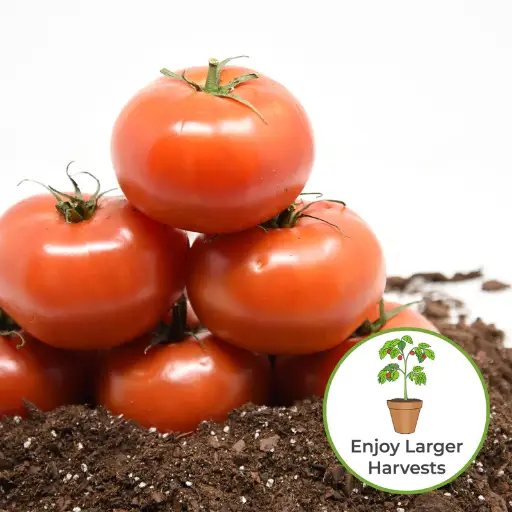 What Nutrients Do Tomatoes Need?