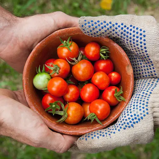 best npk for tomatoes