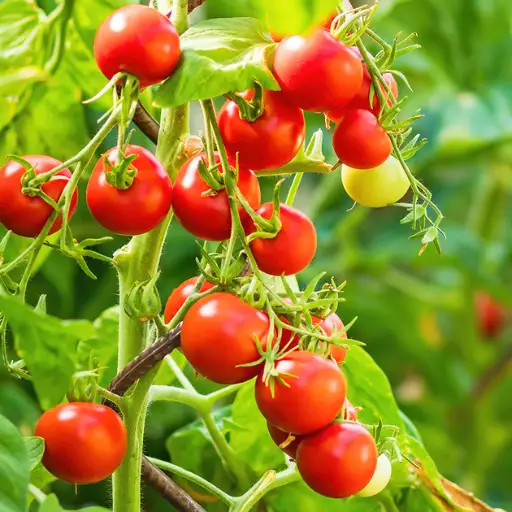 How to Test Soil for Tomato Fertilization?