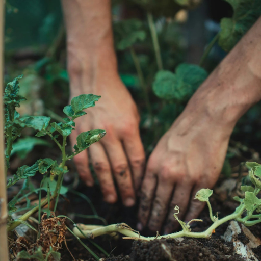 What is Fertilizer and How Does it Benefit Plants?