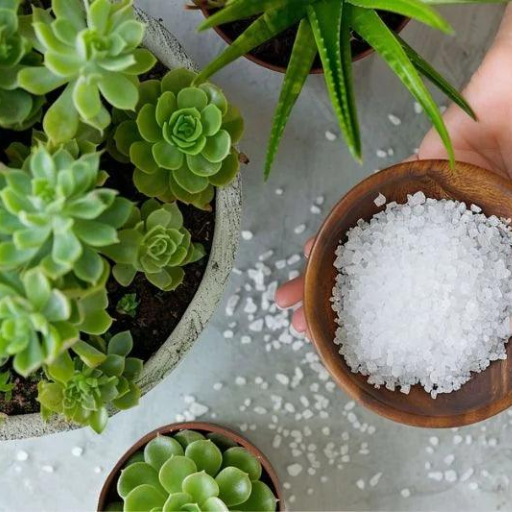 Are there any risks or drawbacks to using Epsom salt on plants