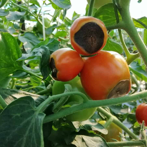 Can Epsom salt help prevent blossom end rot in tomatoes and peppers