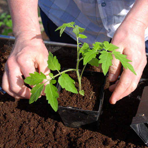 Can Epsom salt help with specific plant problems like blossom end rot