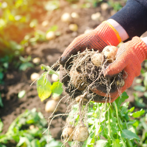 Are there any risks or precautions when using Epsom salt on plants?