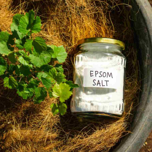 Can Epsom salt replace regular fertilizers in the garden?