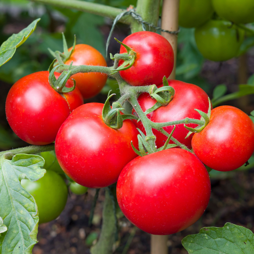 How to use Epsom salt for tomato plants?