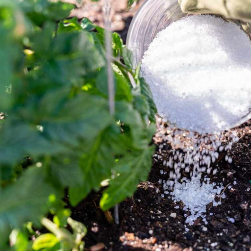 What are the best ways to apply Epsom salt to plants