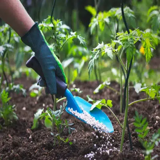 How Does Low Nitrogen Fertilizer Impact Plant Growth?