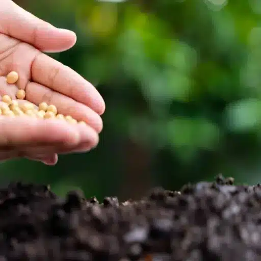 How Does Potassium Fertilization Improve in Pakistan?