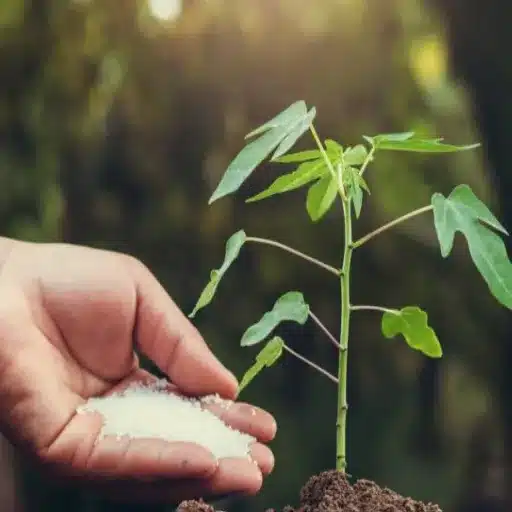 How do you choose the best potassium fertilizer for vegetables in a garden?