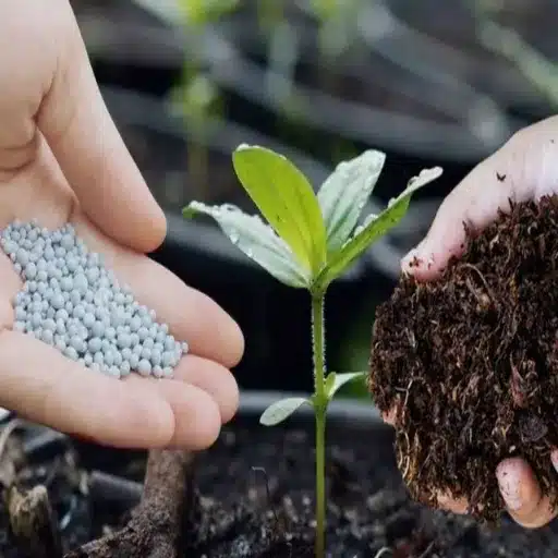 What are the Best Practices for Applying Potassium Fertilizers?