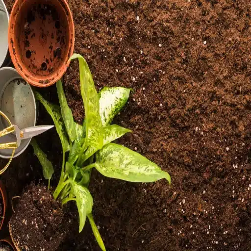 What is Low Nitrogen Fertilizer and Why Use It?