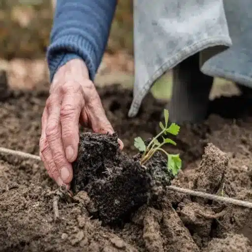 Why Do Tomato Plants Need Potassium?