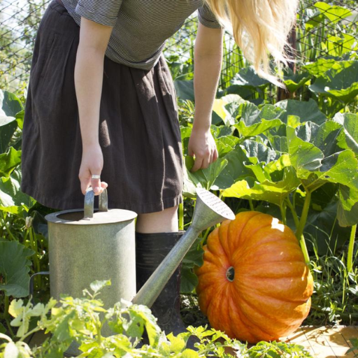 What is the Best Fertilizer for Pumpkins?