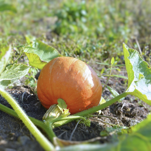 How to Fertilize Your Pumpkin Plants for Optimal Growth