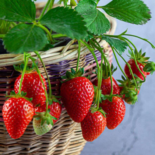 What is the Importance of Potassium in Strawberry Cultivation?