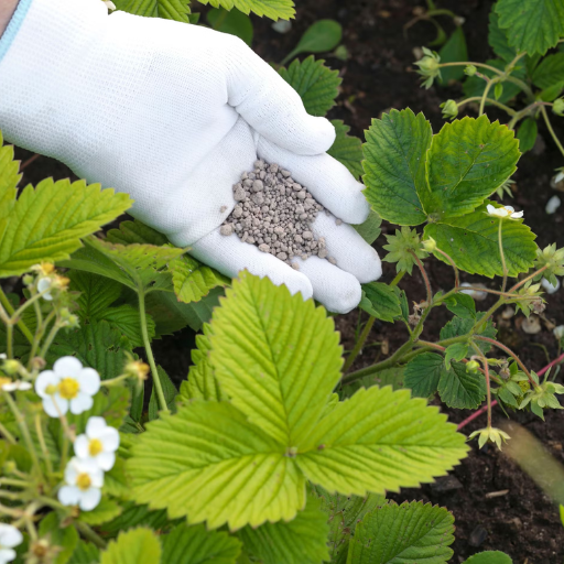 What are the Benefits of Using Organic Fertilizer for Strawberries?