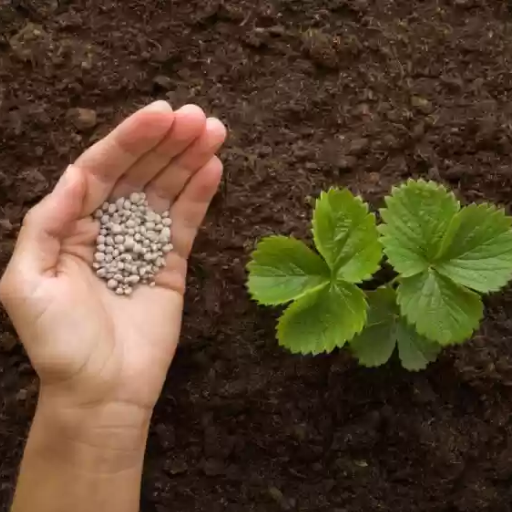 How Often Should You Fertilize Strawberries?