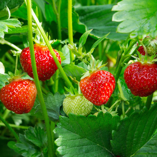 How to Choose the Best Potassium Fertilizer for Strawberries?