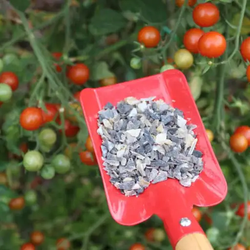 What Type of Fertilizer is Best for Growing Tomatoes?