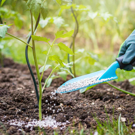 How Much Potassium Do Tomato Plants Require?