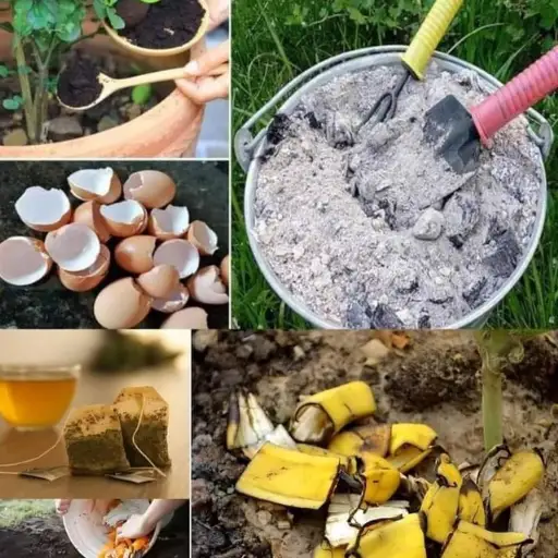 How to Make Homemade Potassium Fertilizer Using Banana Peels