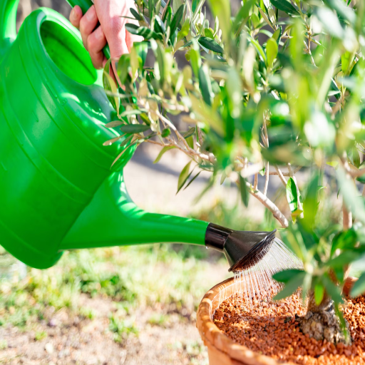 can i put epsom salt on my plants