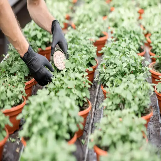 Boost Your Pepper Plants with Epsom Salt: A Gardener's Secret Weapon