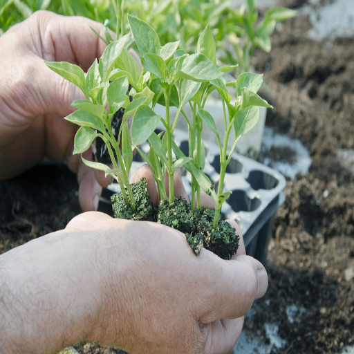 do pepper plants like epsom salt