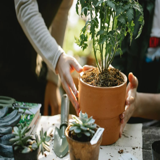 do pepper plants like epsom salt