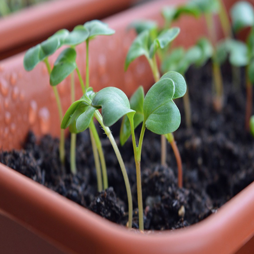 epsom salt plants before and after