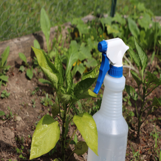 epsom salt solution for plants