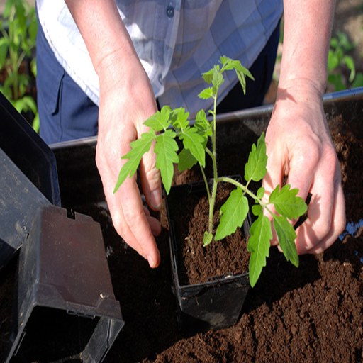 epsom salt solution for plants