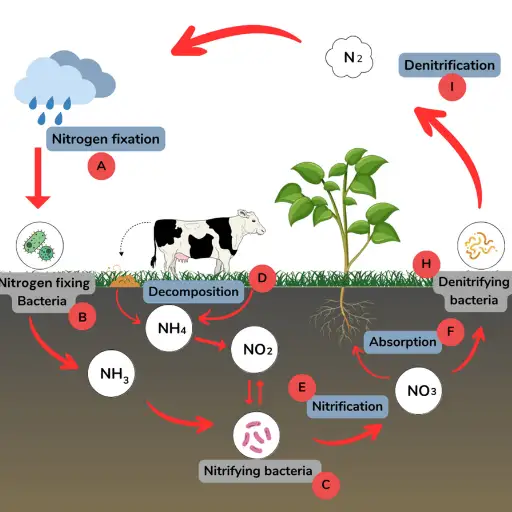 What Role Do Nitrogen-Fixing Bacteria Play?