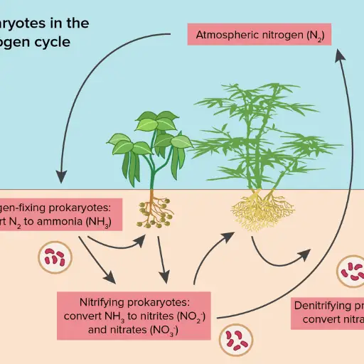 How Does the use of fertilizer affect the nitrogen cycle?