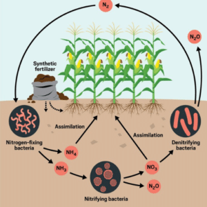 How Does the Use of Fertilizer Affect the Nitrogen Cycle?