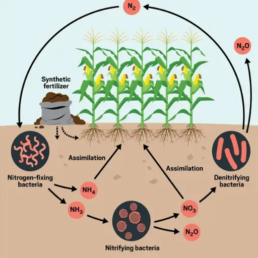 What are the Environmental Consequences of Altering the Nitrogen Cycle?