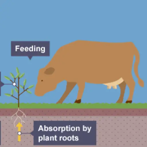 What is the Nitrogen Cycle and How Does it Work?