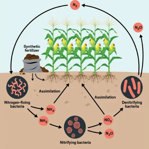 How Does Fertilizer Use Affect Aquatic Ecosystems?