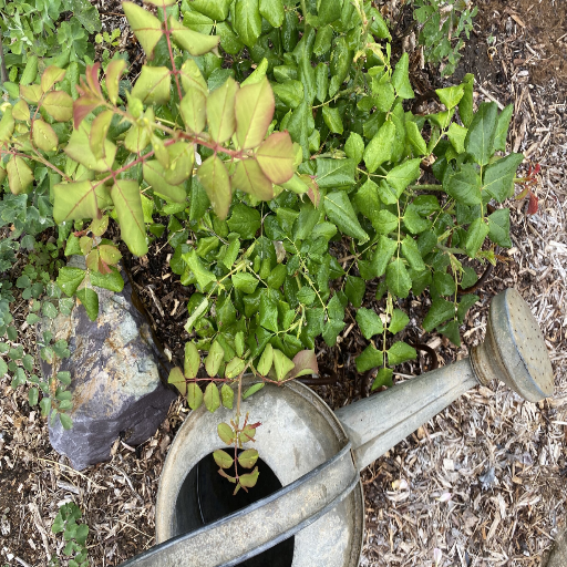 how much epsom salt per gallon for plants