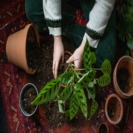 how much epsom salt per gallon for plants