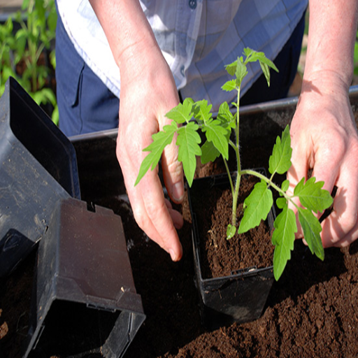 how much epsom salt per gallon for plants