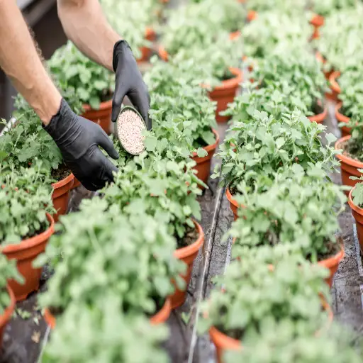 how much epsom salt per litre for plants